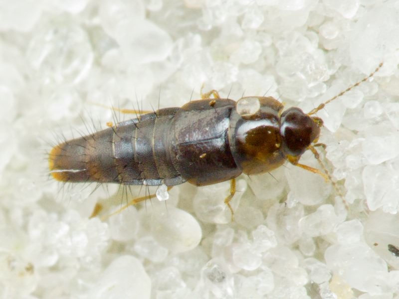 Habrocerus capillaricornis (Gravenhorst, 1806)